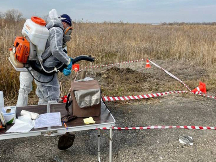 Агропромышленный комплекс напоминает об опасности африканской чумы свиней. Агропромышленный комплекс напоминает об опасности африканской чумы свиней.