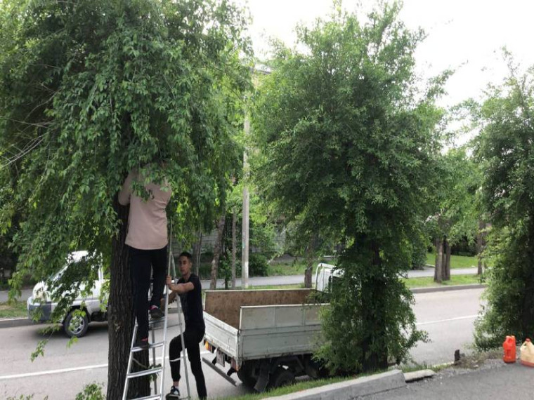 Обрезку зеленых насаждений продолжают на артемовских улицах. Обрезку зеленых насаждений продолжают на артемовских улицах.