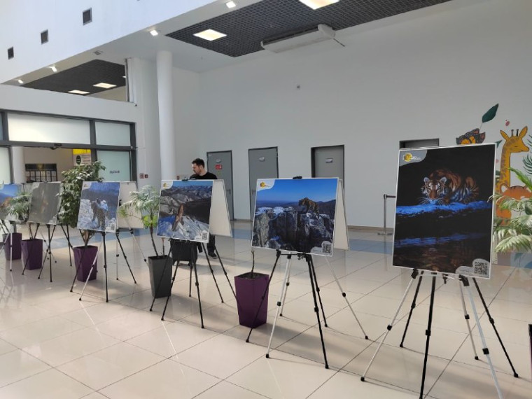 Уникальная фотовыставка «Край кошек» открылась в аэропорту Владивостока. Уникальная фотовыставка «Край кошек» открылась в аэропорту Владивостока.